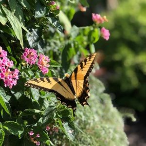 Meet your Posher, Jacqueline
